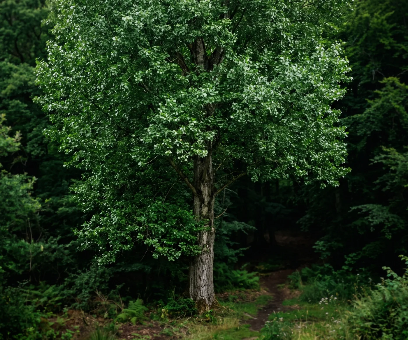 Álamos maduros en un paisaje abierto, el árbol que da nombre al despacho
