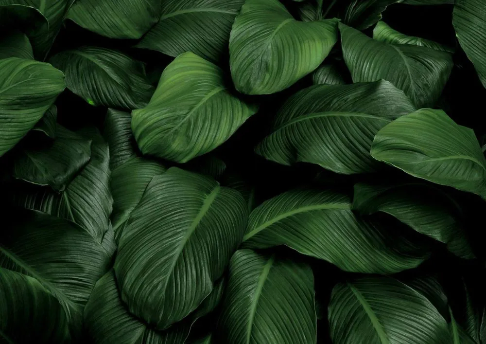 Follaje denso de un jardín diseñado por Álamos